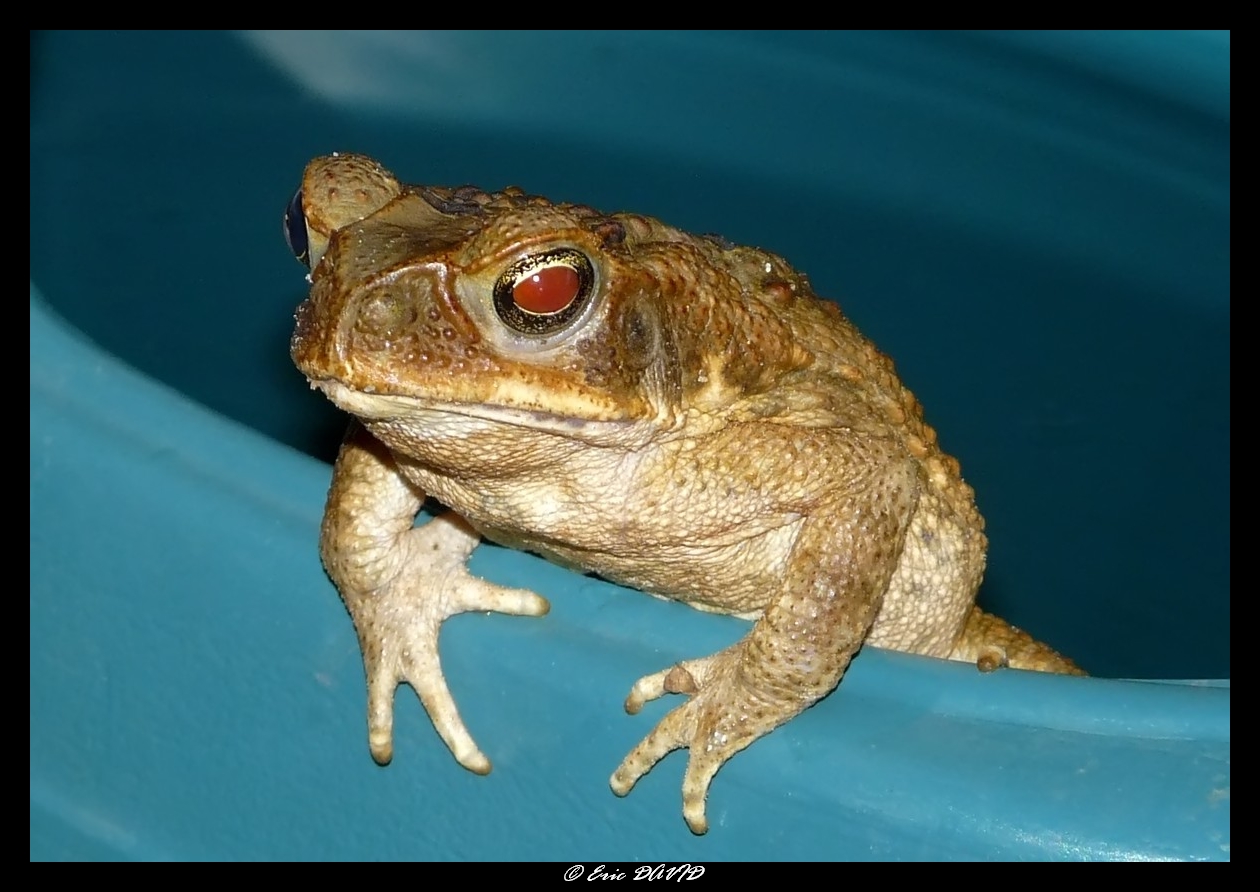 Wallpapers Animals Frogs - Toads Crapaud