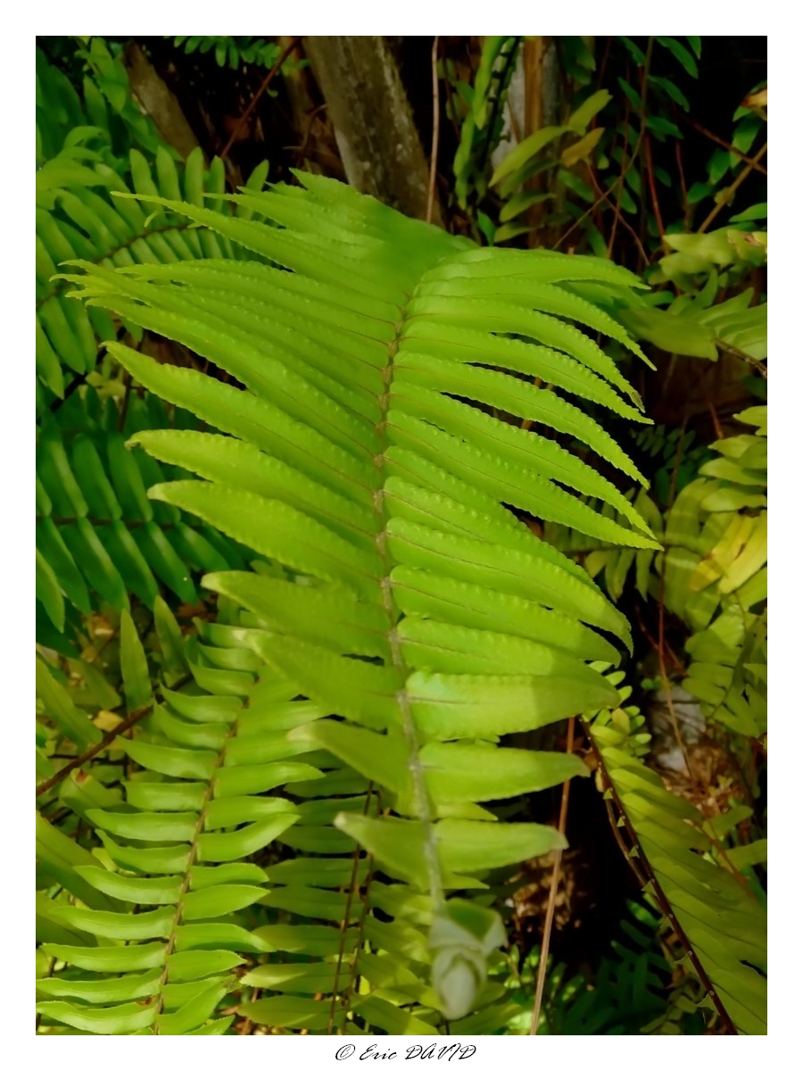 Fonds d'cran Nature Feuilles - Feuillages Fougres