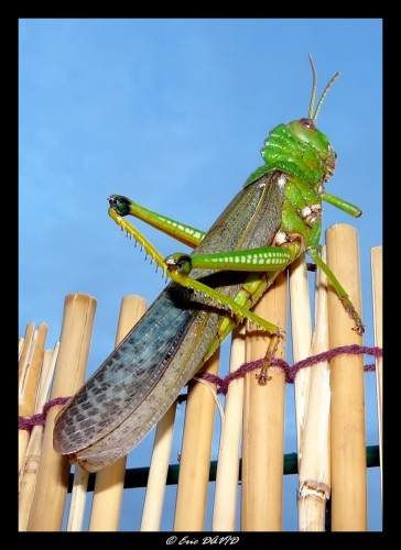 Wallpapers Animals Insects - Locusts Criquet