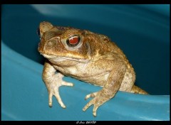 Wallpapers Animals Crapaud