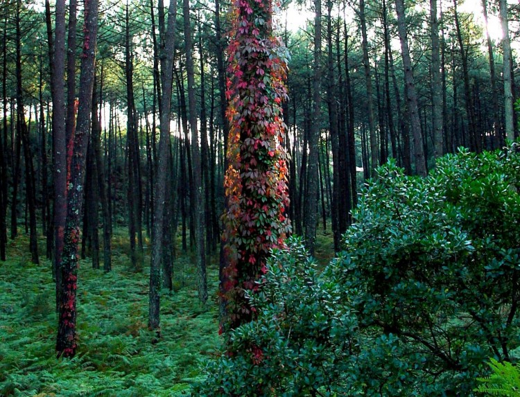 Wallpapers Nature Trees - Forests fort landaise