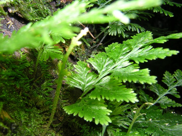 Fonds d'cran Nature Feuilles - Feuillages fougres parasites