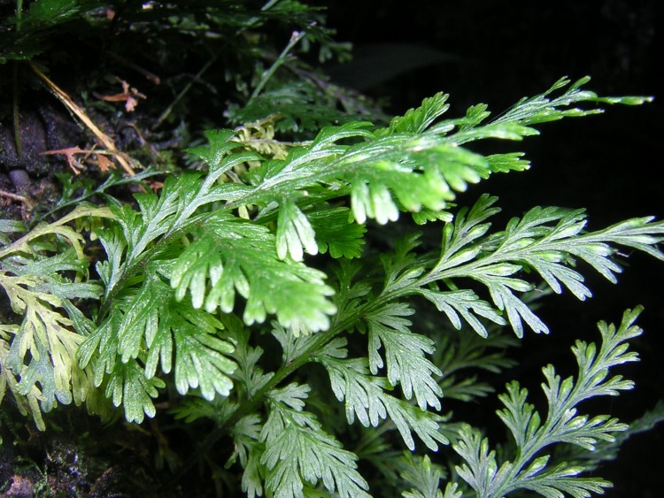 Fonds d'cran Nature Feuilles - Feuillages fougres