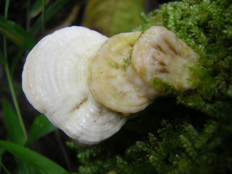 Wallpapers Nature Mushrooms minis champignons