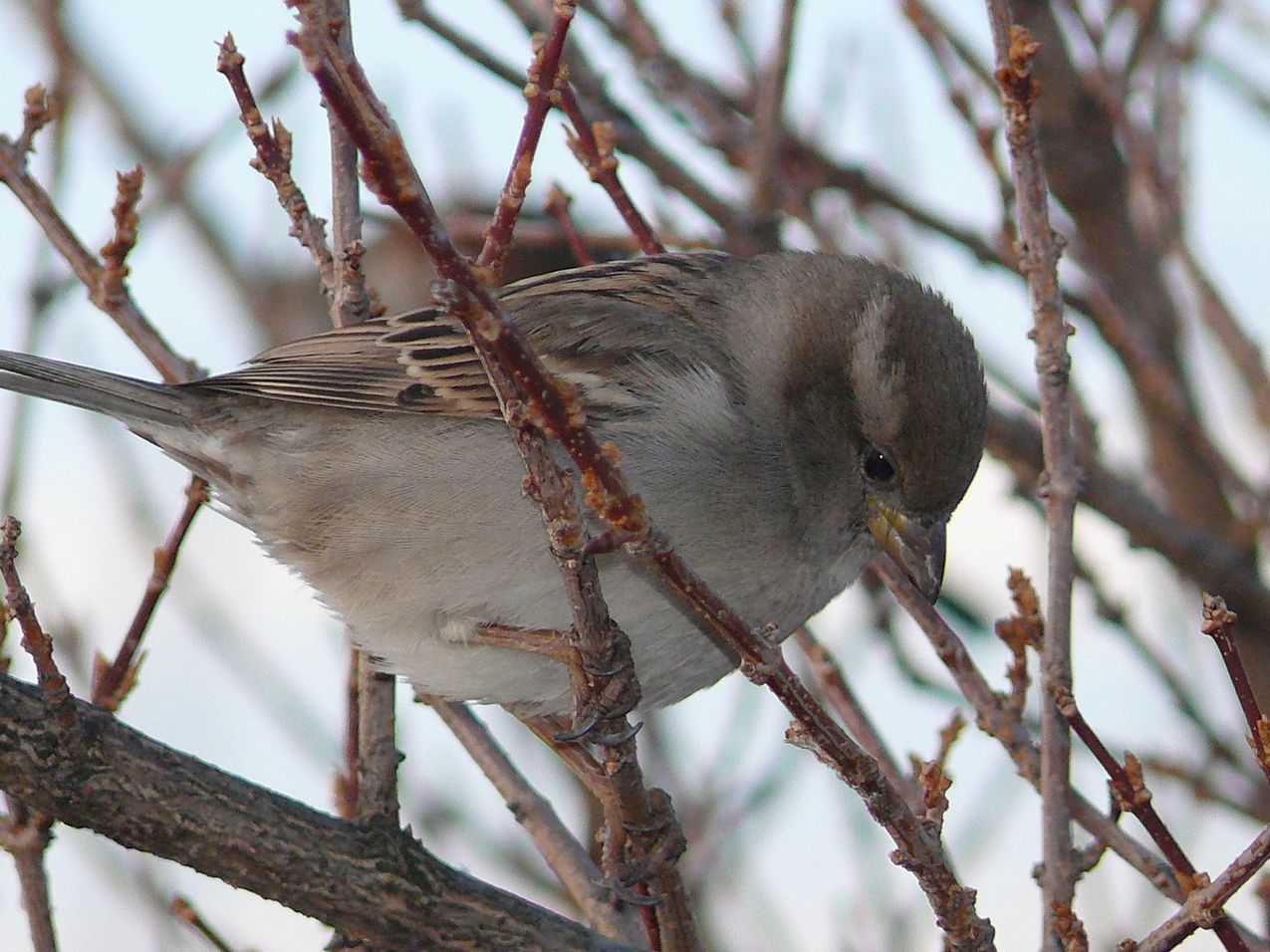 Fonds d'cran Animaux Oiseaux - Moineaux Cach dans les branches