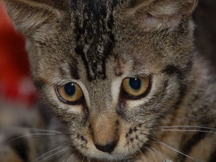 Fonds d'cran Animaux Chats - Chatons attentive