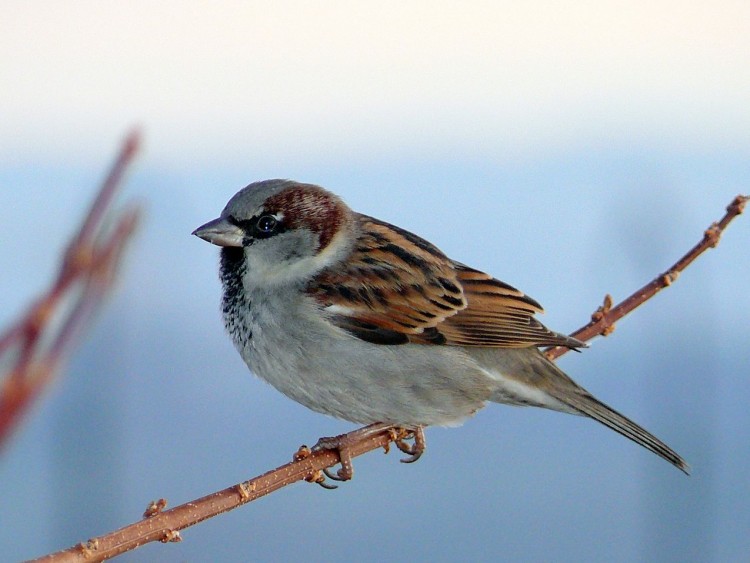 Wallpapers Animals Birds - Misc Sur une branche  en hiver