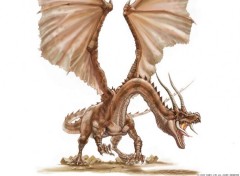 Fonds d'cran Fantasy et Science Fiction dragon_valor003  !  NANCO !