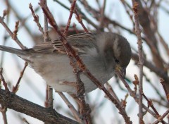 Wallpapers Animals Cach dans les branches