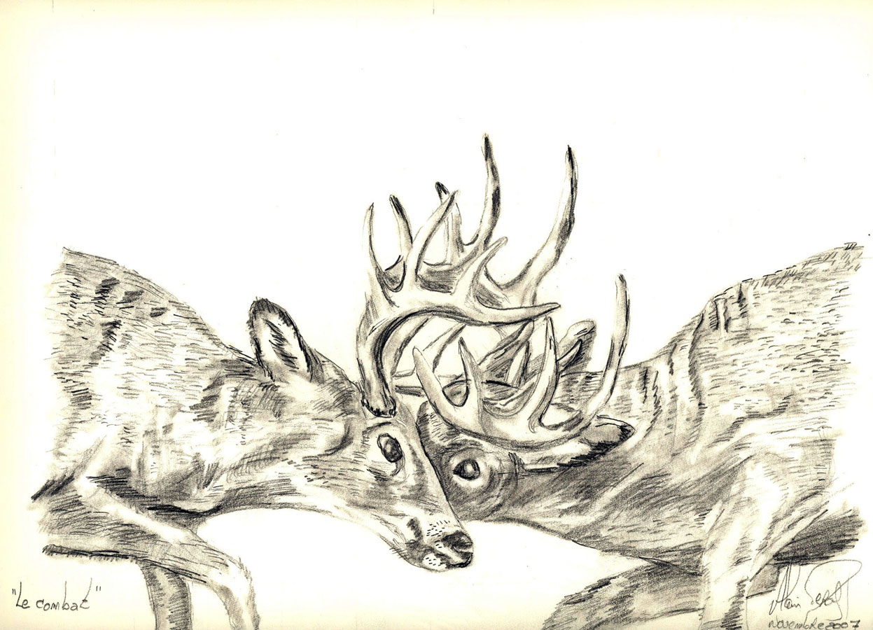 Wallpapers Art - Pencil Animals - Deer combat