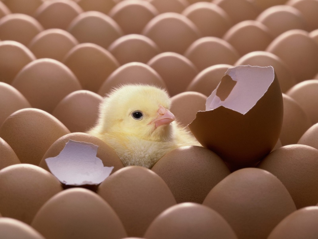 Fonds d'cran Animaux Oiseaux - Coqs et Poules 