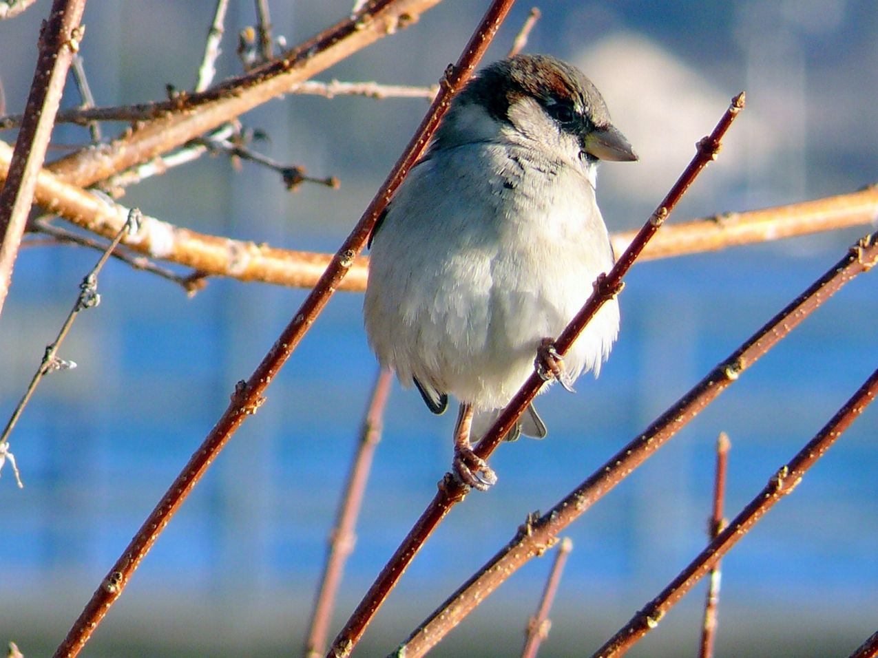 Wallpapers Animals Birds - Sparrows Observation des alentours