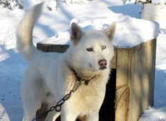 Fonds d'cran Animaux chien de traineau