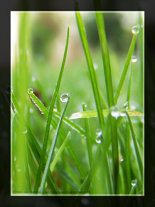 Fonds d'cran Nature Eau Profusion de gouttes