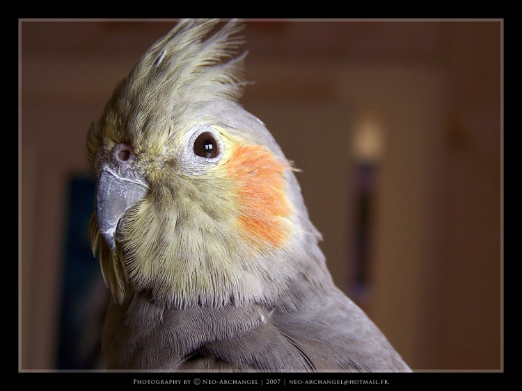 Fonds d'cran Animaux Oiseaux - Perruches Chlo