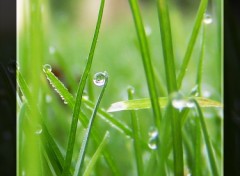 Fonds d'cran Nature Profusion de gouttes