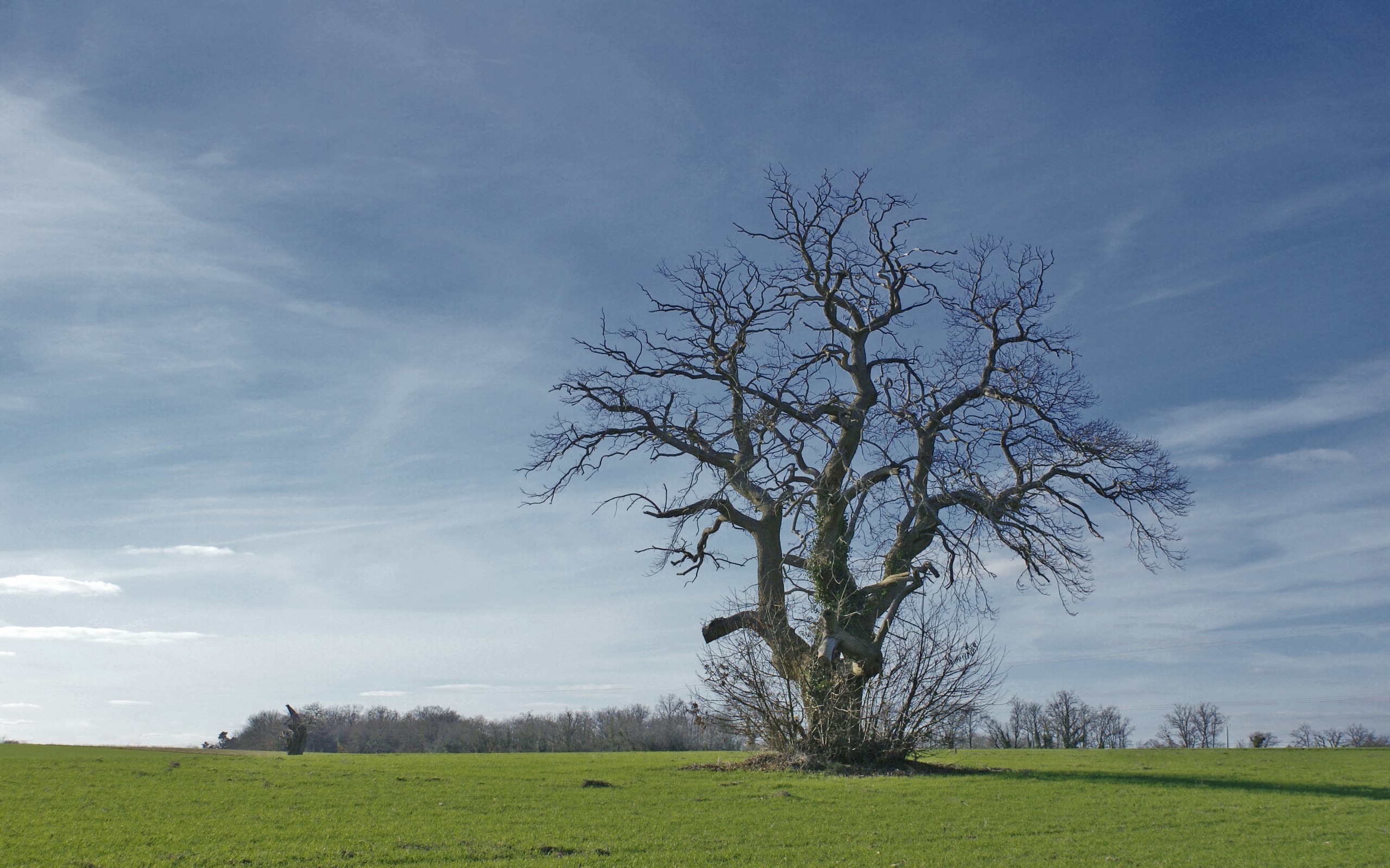 Fonds d'cran Nature Arbres - Forts arbre solitaire