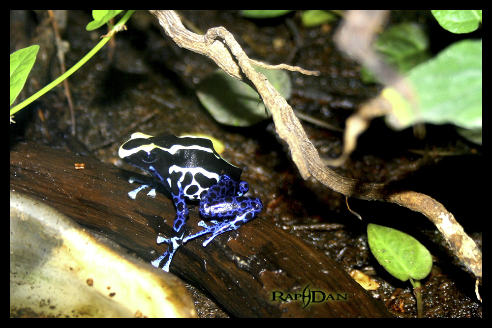 Fonds d'cran Animaux Grenouilles - Crapauds Grenouille tropicale