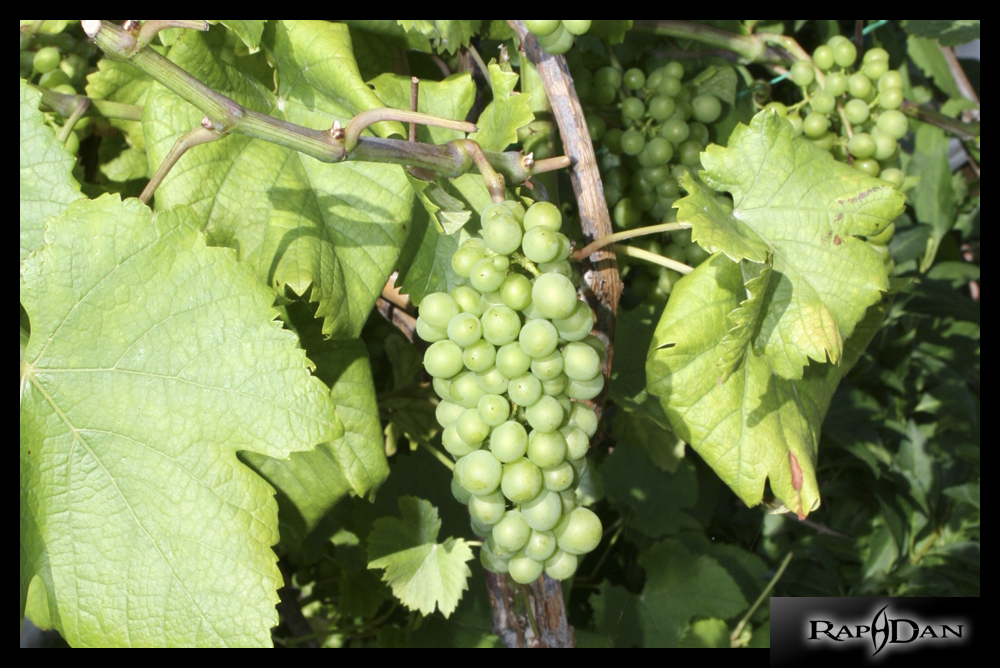 Fonds d'cran Nature Fruits Raisins de mon Jardin