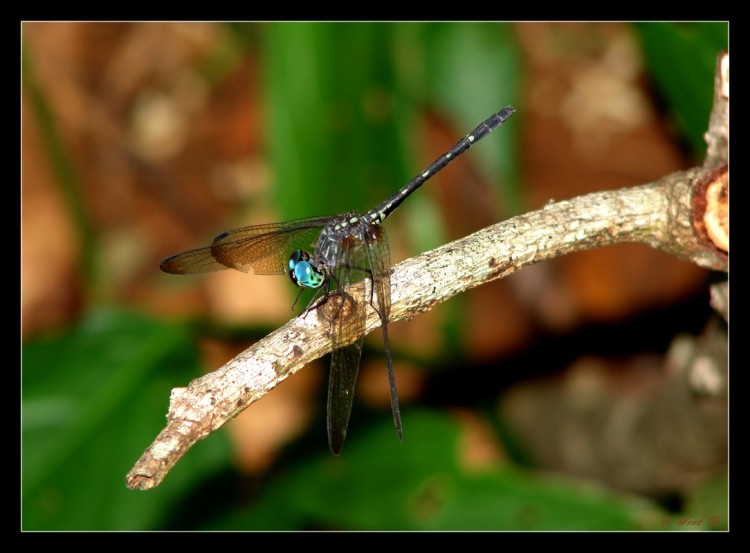 Fonds d'cran Animaux Insectes - Libellules Lovely Libellule