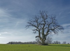 Fonds d'cran Nature arbre solitaire