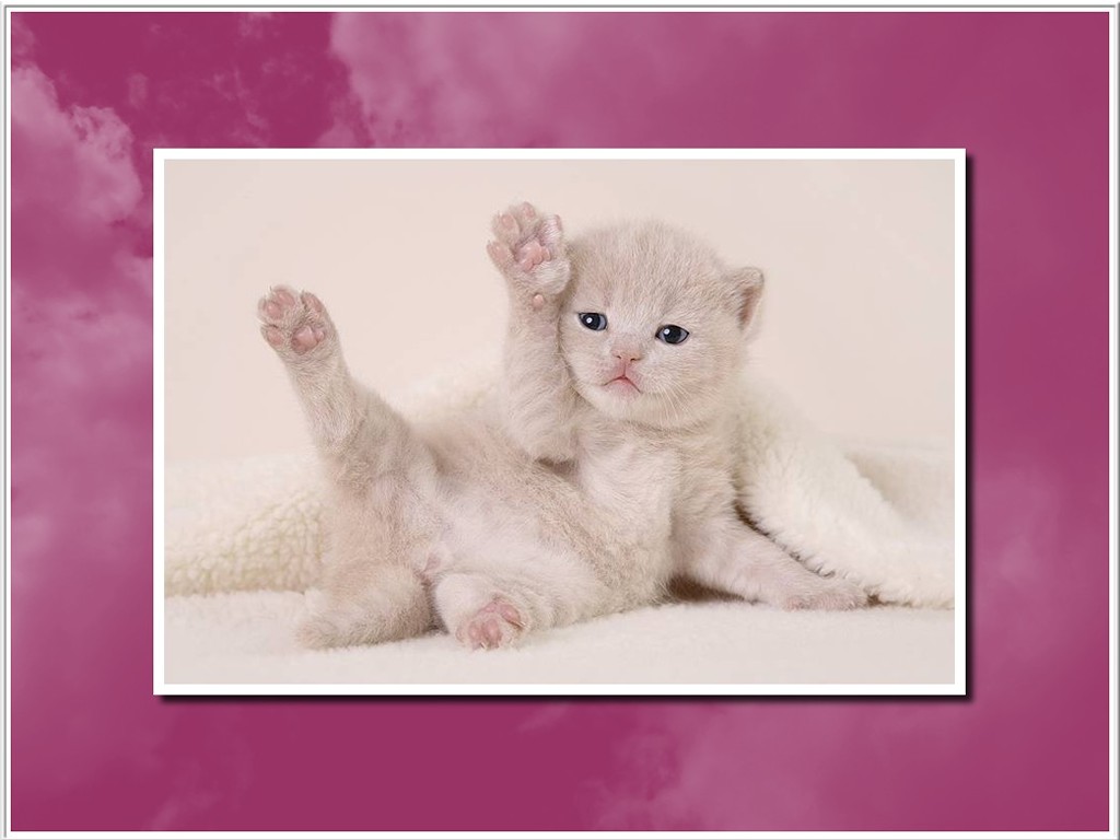 Wallpapers Animals Cats - Kittens 