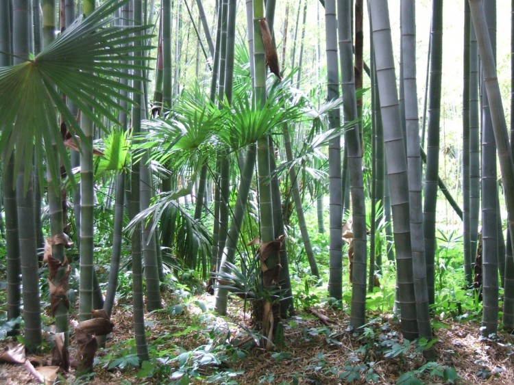 Fonds d'cran Nature Parcs - Jardins La Bambouseraie