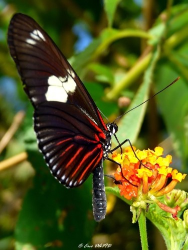 Fonds d'cran Animaux Insectes - Papillons Papillon de Guyane