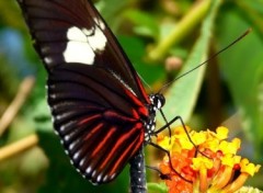Fonds d'cran Animaux Papillon de Guyane