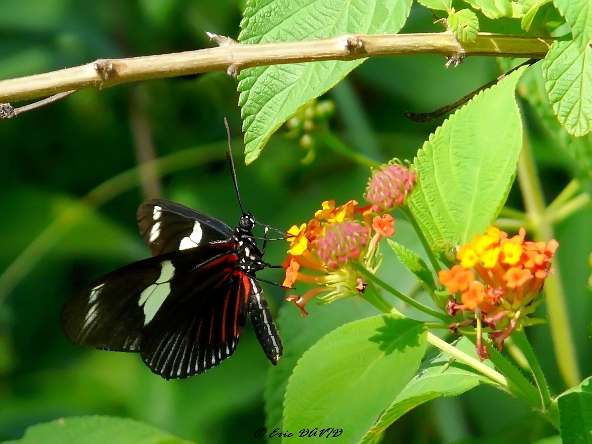 Wallpapers Animals Insects - Butterflies Pour le nectar