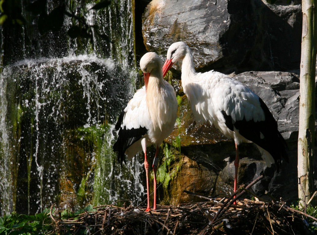 Fonds d'cran Animaux Oiseaux - Cigognes 