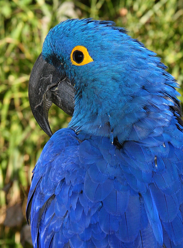 Fonds d'cran Animaux Oiseaux - Perroquets 