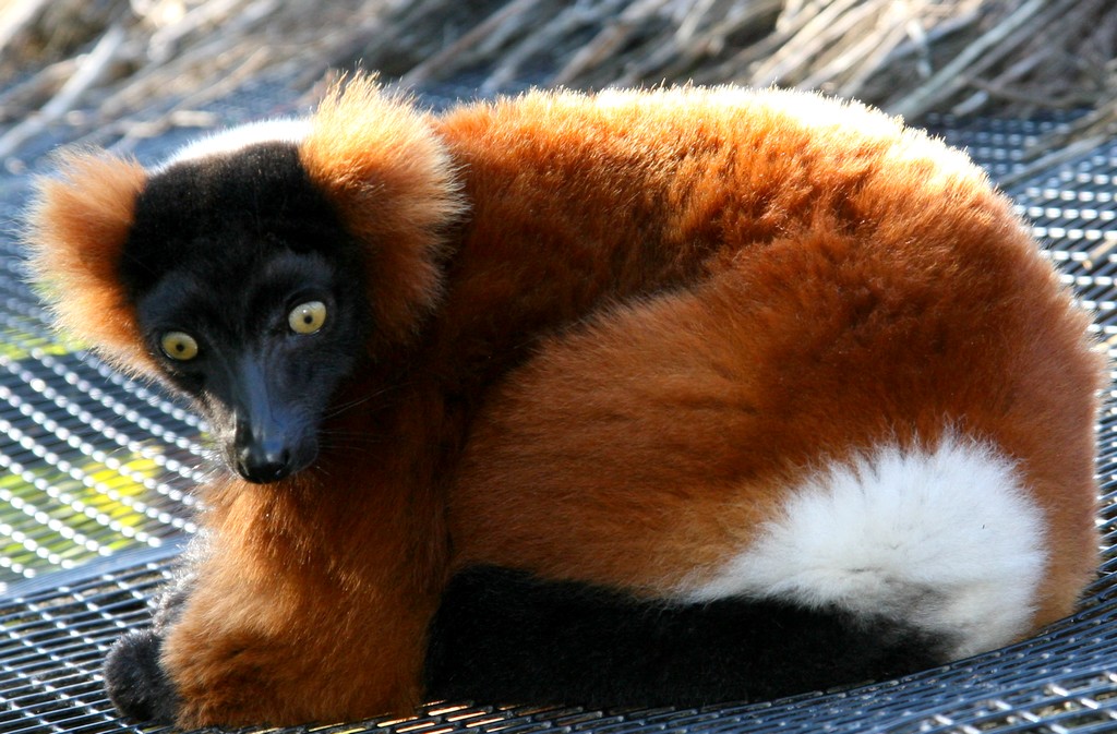 Wallpapers Animals Lemurs 