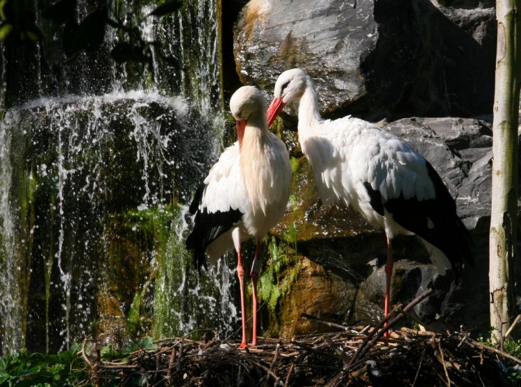 Fonds d'cran Animaux Oiseaux - Cigognes Wallpaper N193133