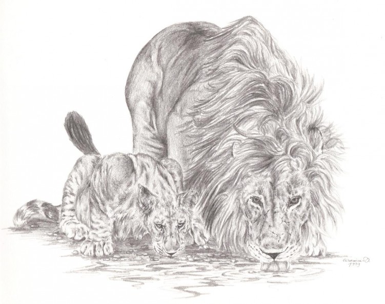 Wallpapers Art - Pencil Animals - Lions Le Point d'Eau