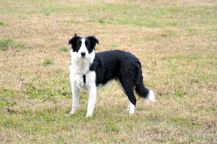 Fonds d'cran Animaux Chiens Il mio cane