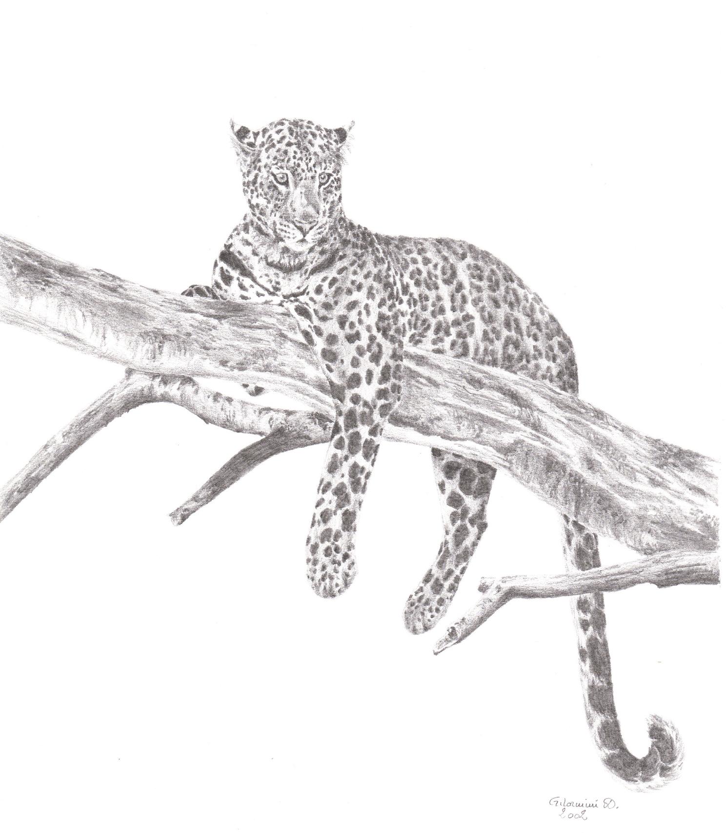 Wallpapers Art - Pencil Animals - Panthers Beaut Fline