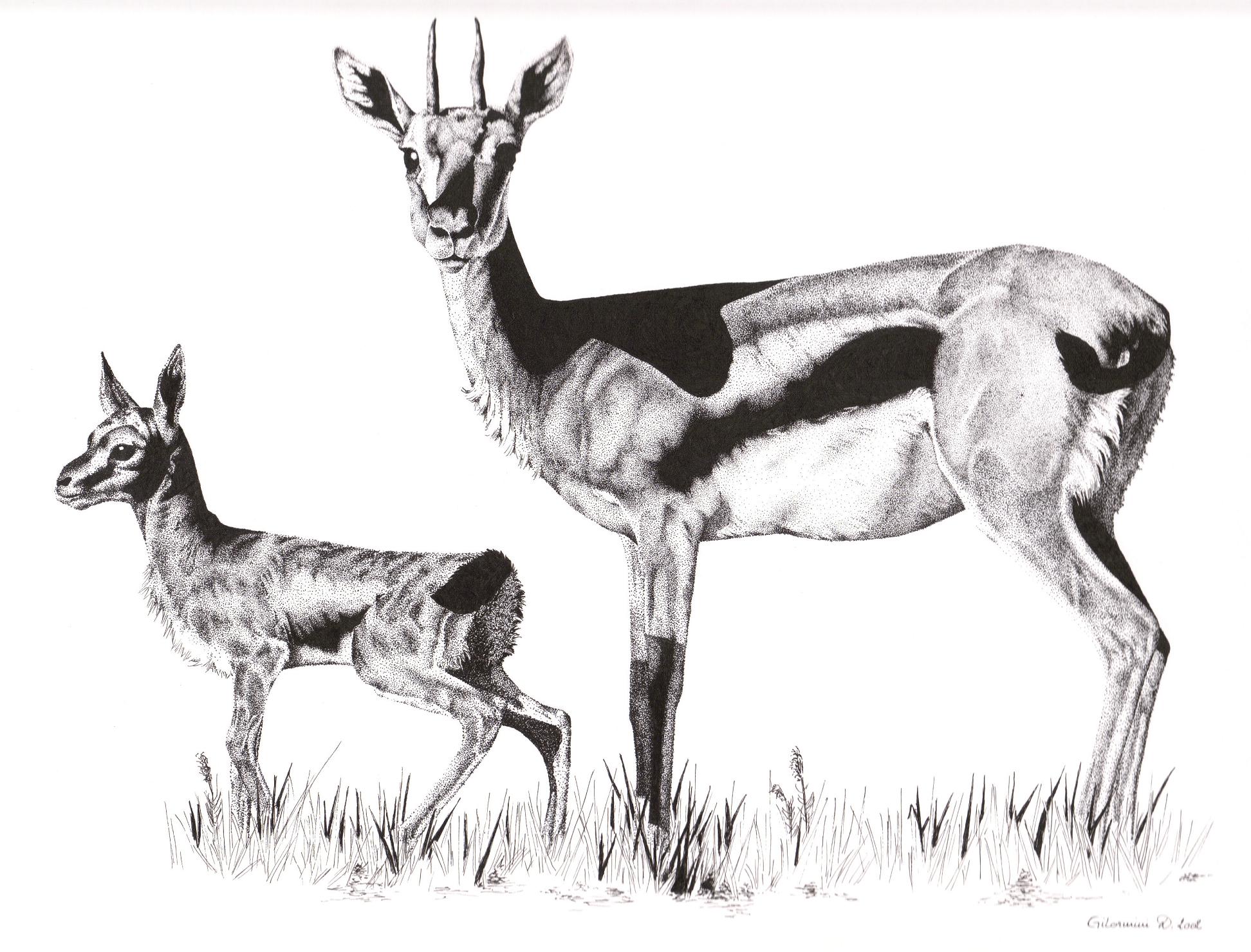 Fonds d'cran Art - Crayon Animaux - Antilopes Gazelle Et Son Jeune