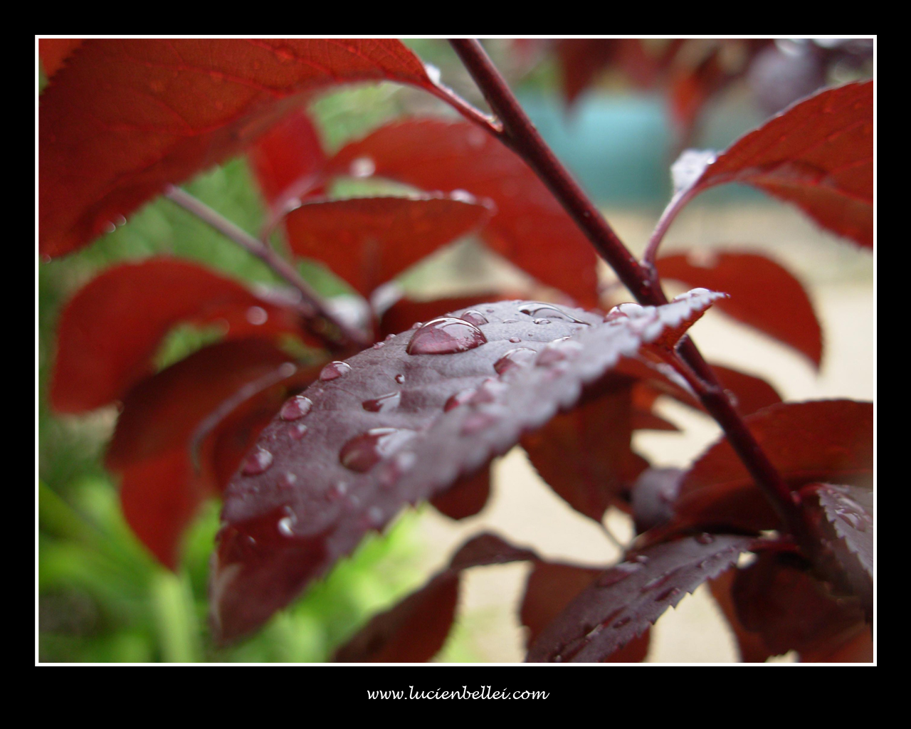 Fonds d'cran Nature Feuilles - Feuillages La nature magnifie par l'eau