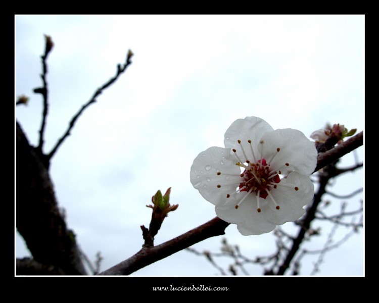 Wallpapers Nature Flowers Fleur qui deviendra un joli petit abricot