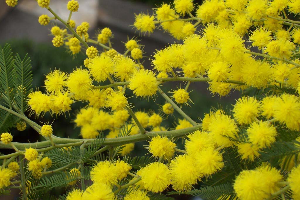 Fonds d'cran Nature Arbres - Forts mimosa de nice