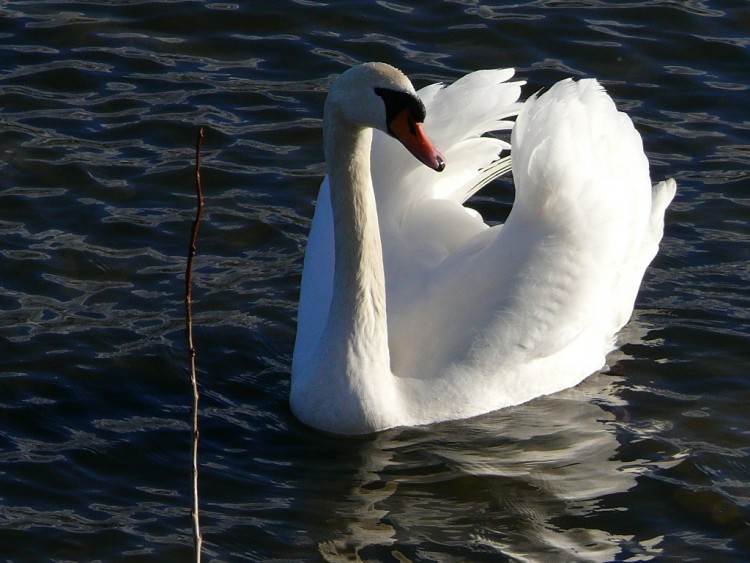 Fonds d'cran Animaux Oiseaux - Cygnes CYGNE