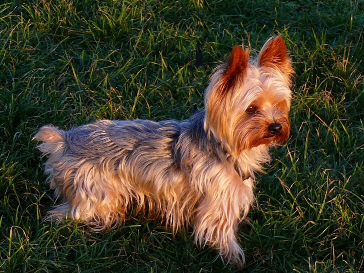 Fonds d'cran Animaux Chiens SCOUBI