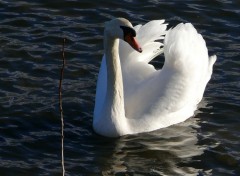 Fonds d'cran Animaux CYGNE