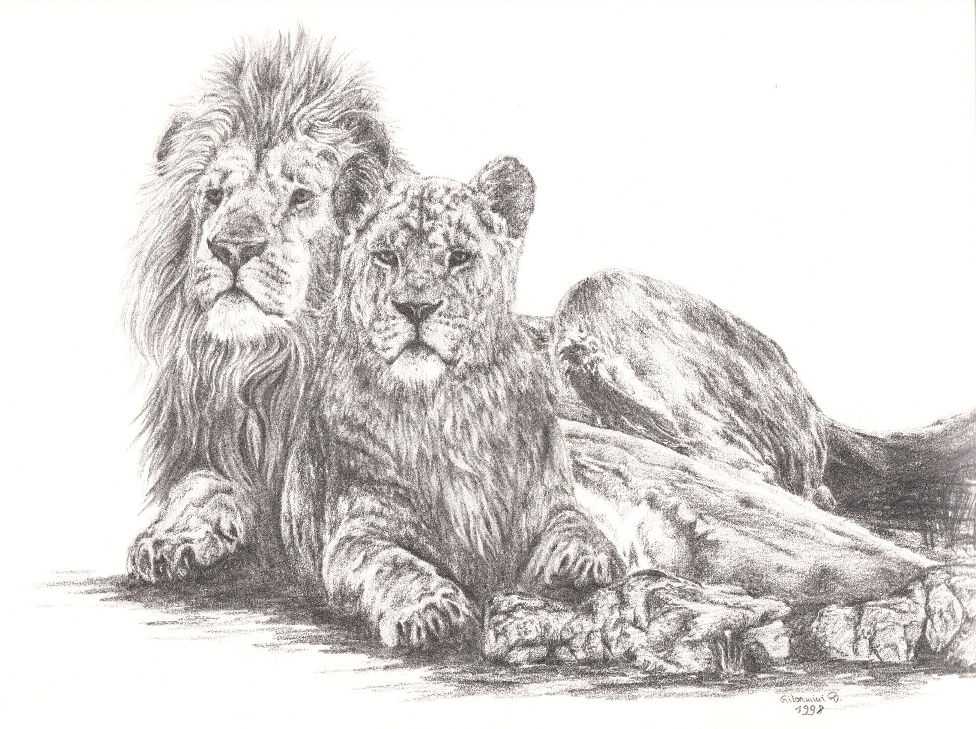 Wallpapers Art - Pencil Animals - Lions Les Rois Lions