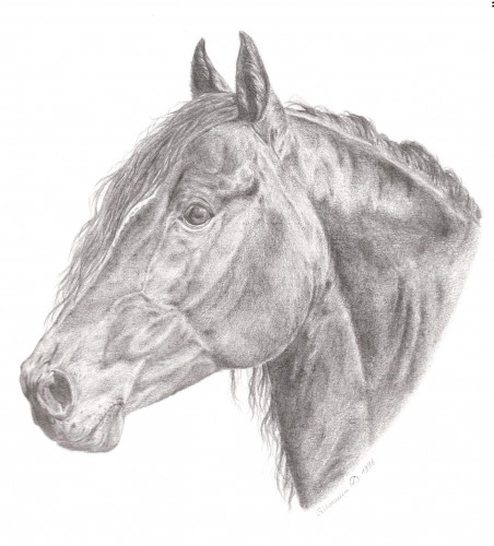 Fonds d'cran Art - Crayon Animaux - Chevaux New Forest