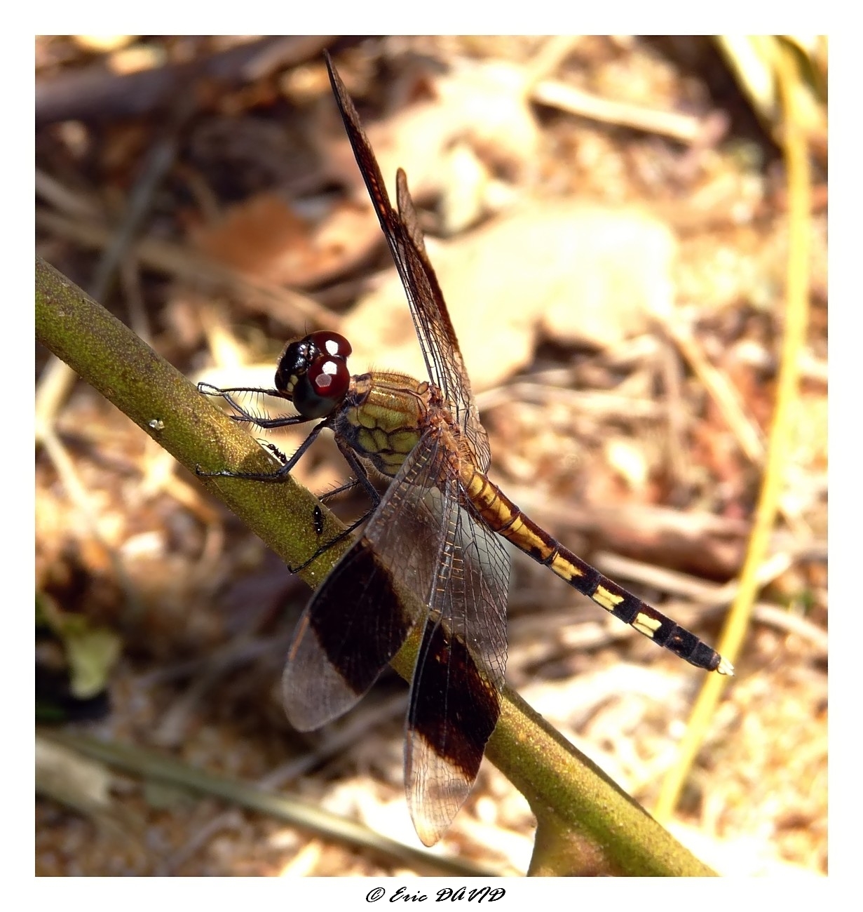 Fonds d'cran Animaux Insectes - Libellules Demoiselle