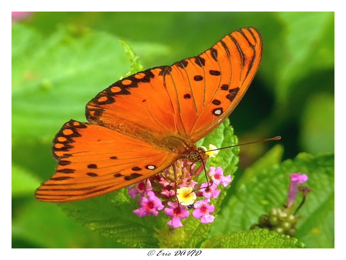 Fonds d'cran Animaux Insectes - Papillons Papillon de Guyane