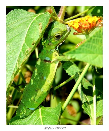 Fonds d'cran Animaux Lzards - Iguanes Iguane