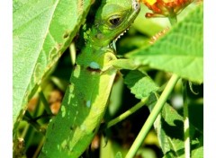 Fonds d'cran Animaux Iguane